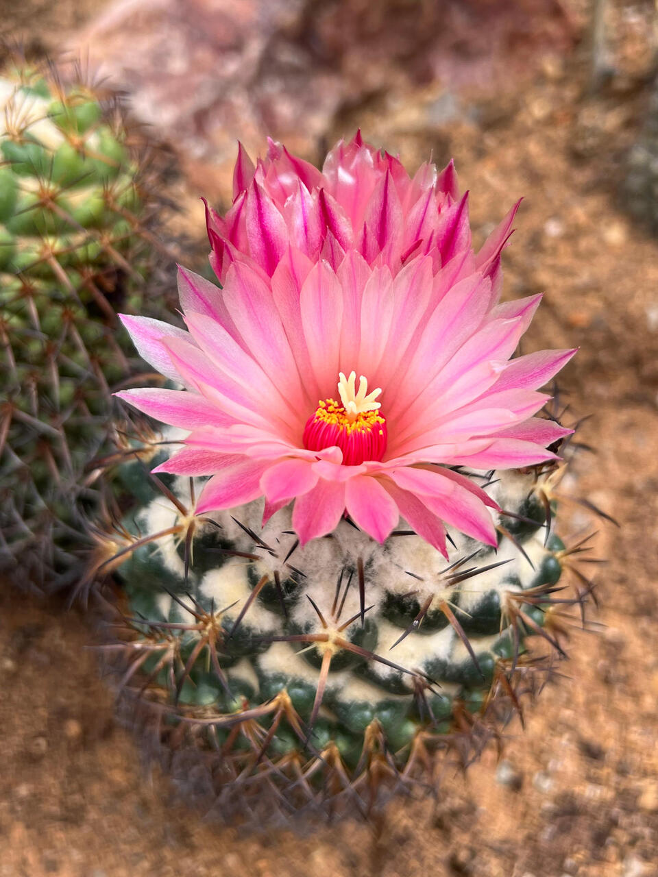 Cactus