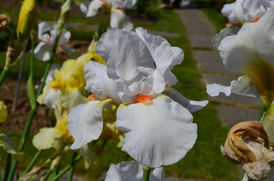 Iris