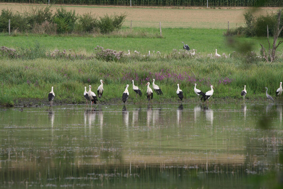 Matinée observation des oiseaux