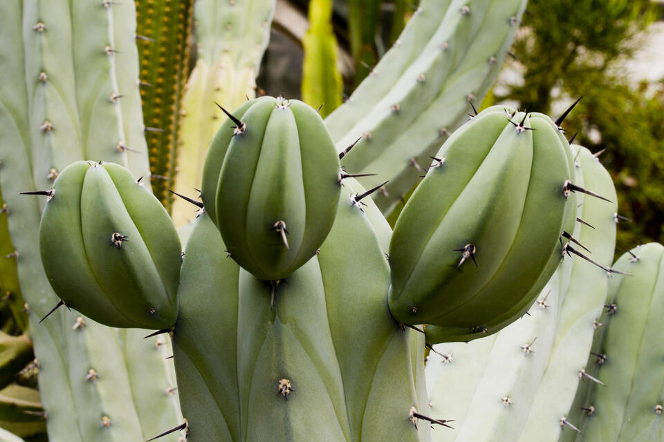 cactus