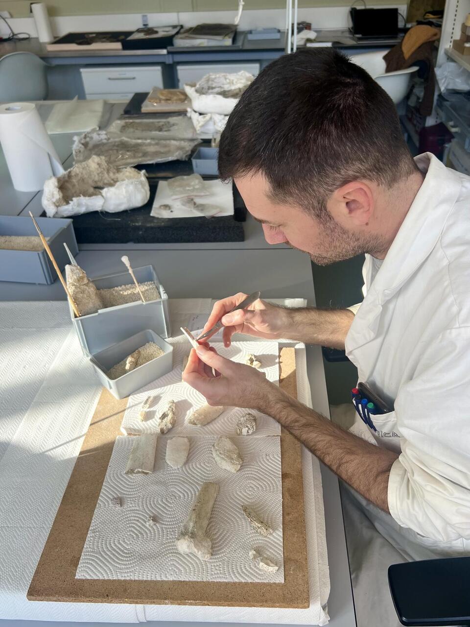 Präparator-Konservator in Paläontologie