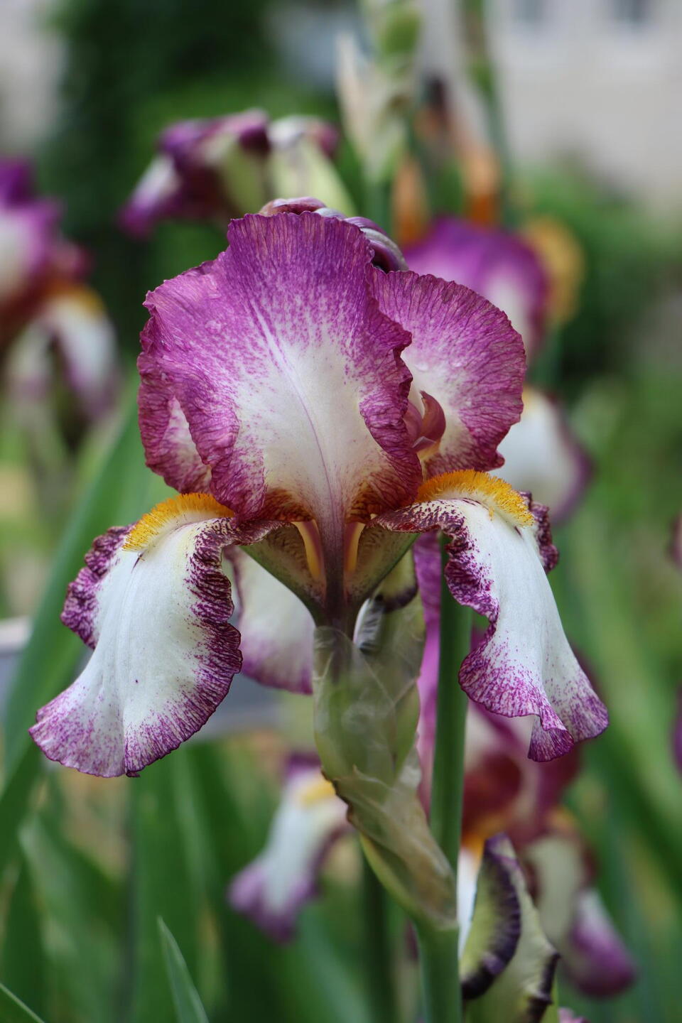 Iris