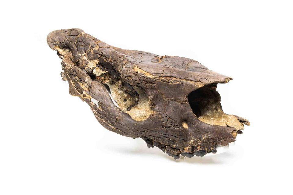 Epiaceratherium delemontense