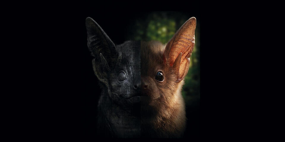 Conférence superstitions dans le monde animal