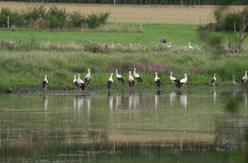 Matinée d’observation des oiseaux aux Marais de Damphreux – 12 septembre 2026