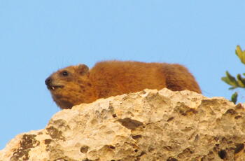 Eine neue Art zu Ehren von Charles Aznavour
