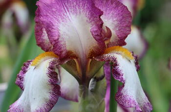 Floraison des iris et des cactus