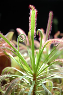 Mise au concours  Jurassica Museum